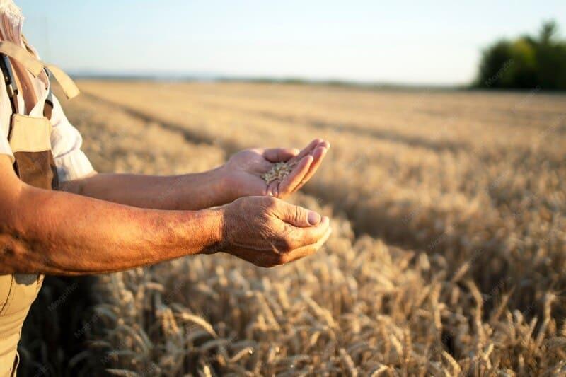 Farmer holding harvested grain in a golden wheat field