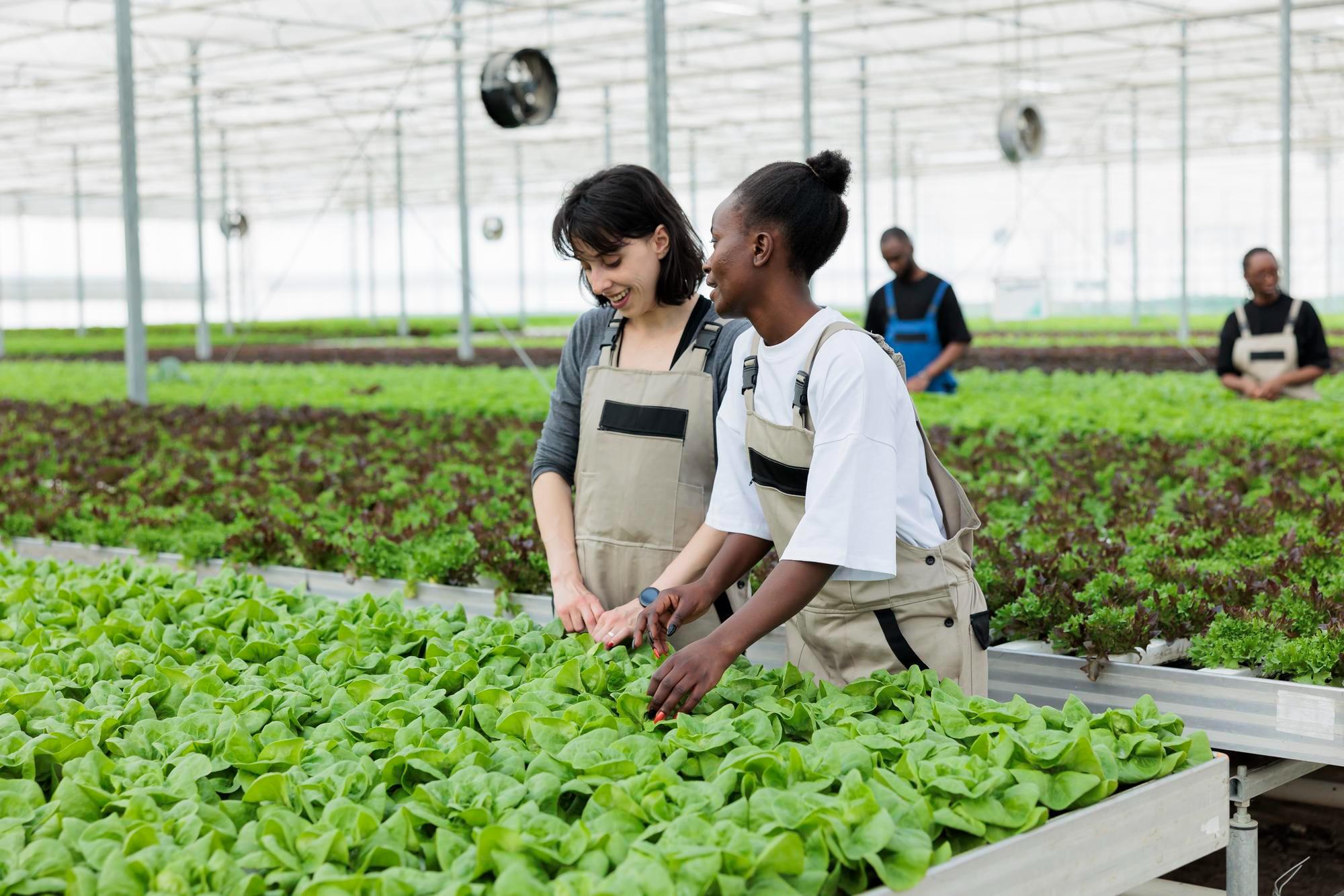 Field workers tending vegetable rows on a commercial farm