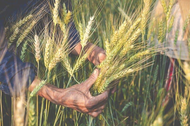 Farm workers harvesting barley together in an open field